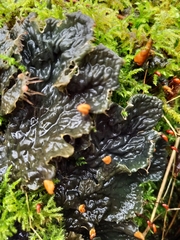 Peltigera membranacea