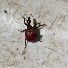 Apoderus coryli
