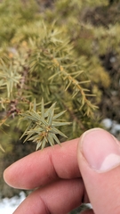 Juniperus deltoides