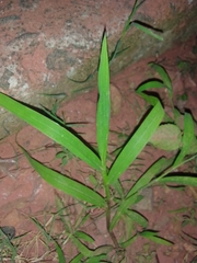 Paspalum repens