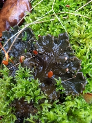 Peltigera membranacea