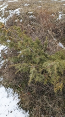 Juniperus deltoides