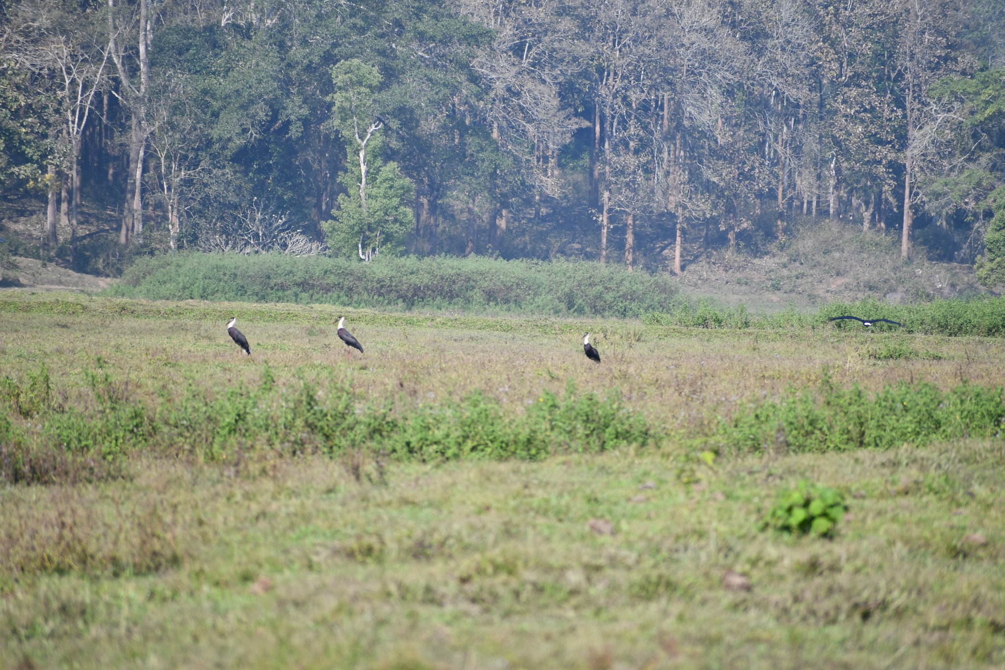 Asian Woolly-necked Stork