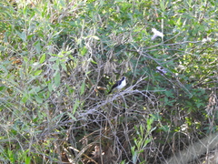 Fluvicola albiventer