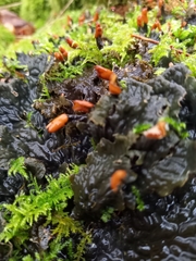 Peltigera membranacea