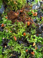 Peltigera membranacea
