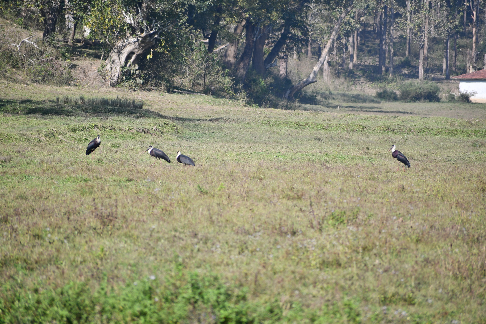 Asian Woolly-necked Stork