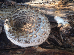 Rhacodium