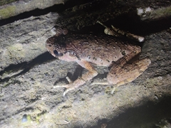 Leptobrachella ventripunctata