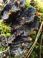 Peltigera membranacea