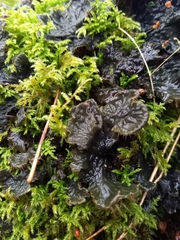 Peltigera membranacea