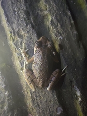 Leptobrachella ventripunctata