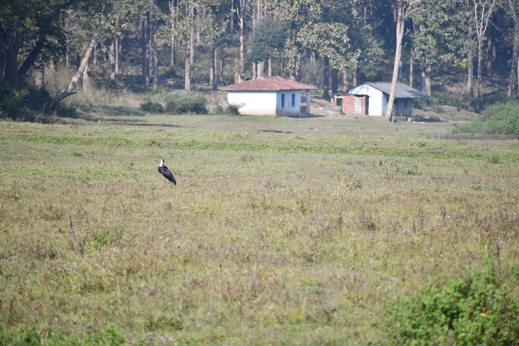 Asian Woolly-necked Stork