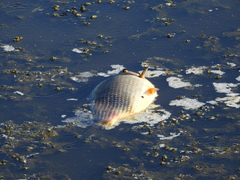 Prochilodus lineatus