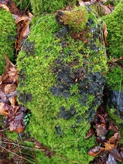 Peltigera membranacea