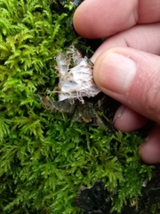 Peltigera membranacea
