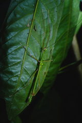 Marmessoidea quadriguttata