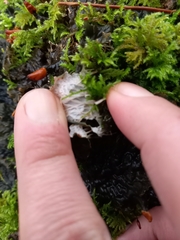 Peltigera membranacea