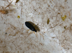 Phylus coryli