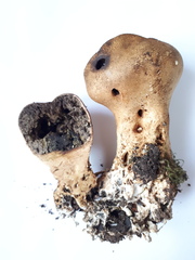 Scleroderma verrucosum