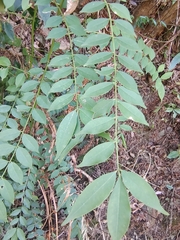 Zanthoxylum scandens