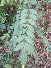 Zanthoxylum scandens