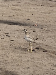 Burhinus superciliaris