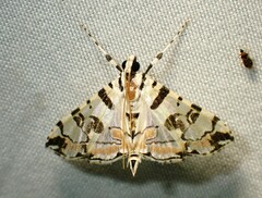 Conchylodes salamisalis