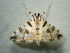 Conchylodes salamisalis