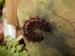 Creatonotos transiens