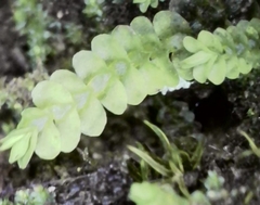 Gongylanthus ericetorum