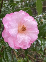 Camellia sasanqua