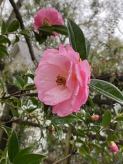 Camellia sasanqua