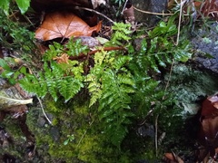 Asplenium billotii