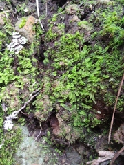 Gongylanthus ericetorum