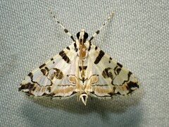Conchylodes salamisalis