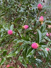 Camellia sasanqua