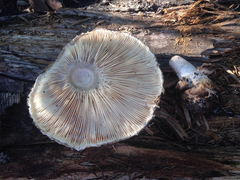Rhacodium