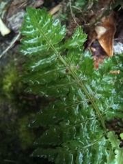 Asplenium billotii