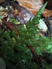 Asplenium billotii