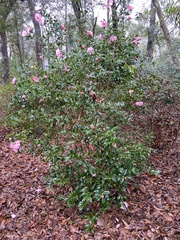 Camellia sasanqua