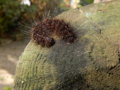 Creatonotos transiens