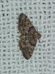 Pyralis manihotalis