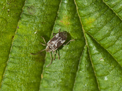 Ptinomorphus imperialis