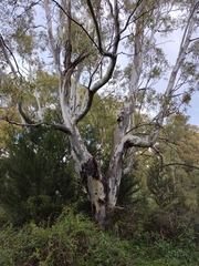 Eucalyptus camaldulensis