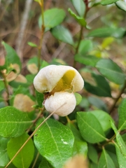 Exobasidium ferrugineae