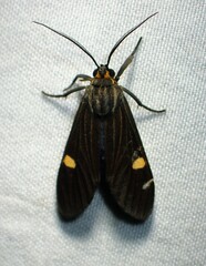 Aclytia