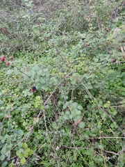 Rubus creticus