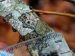 Lecanora subpallens