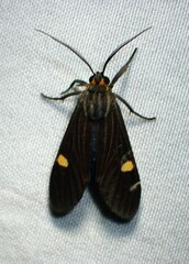 Aclytia